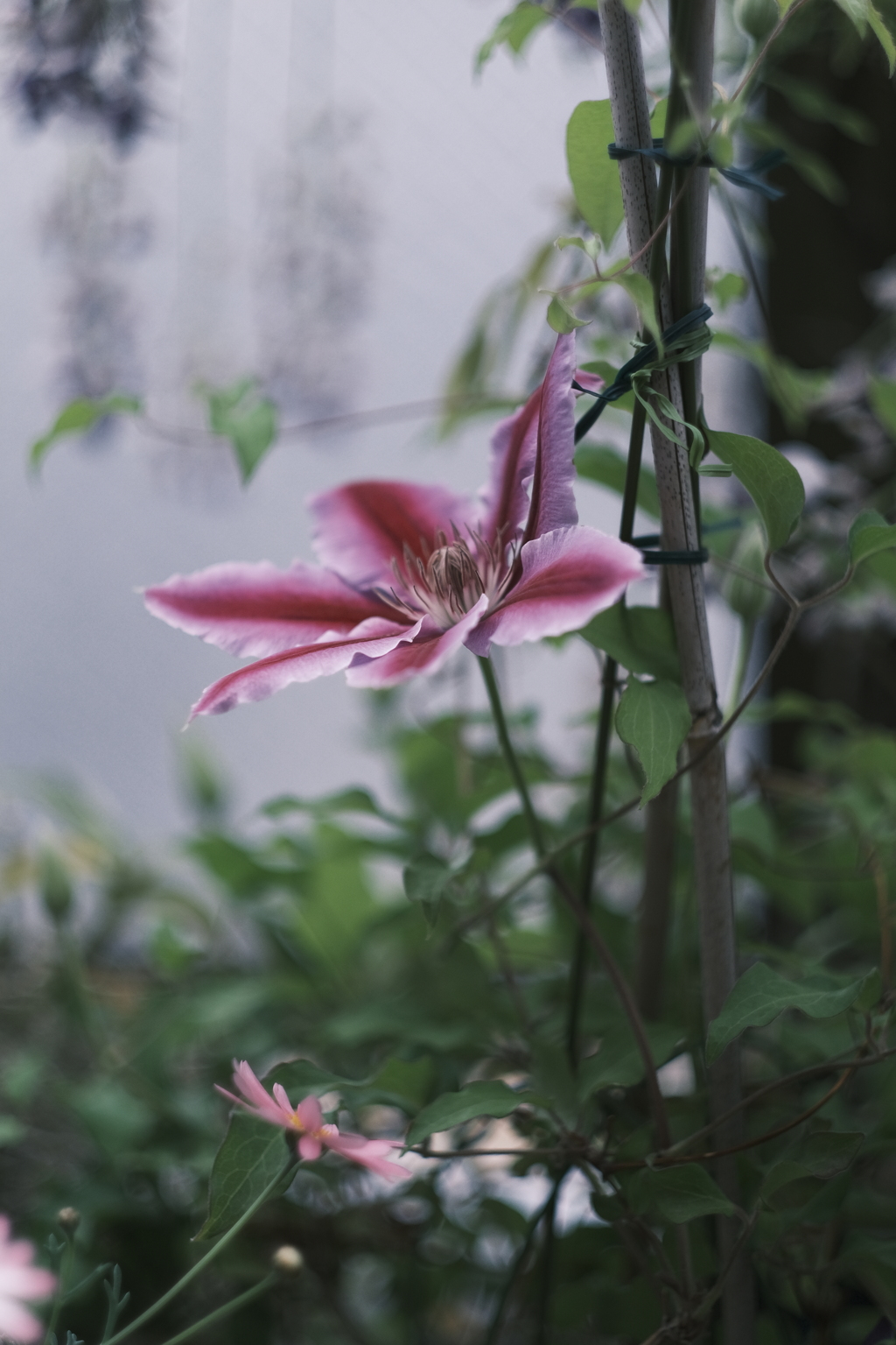 我が家でも咲きました