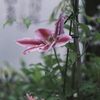 我が家でも咲きました