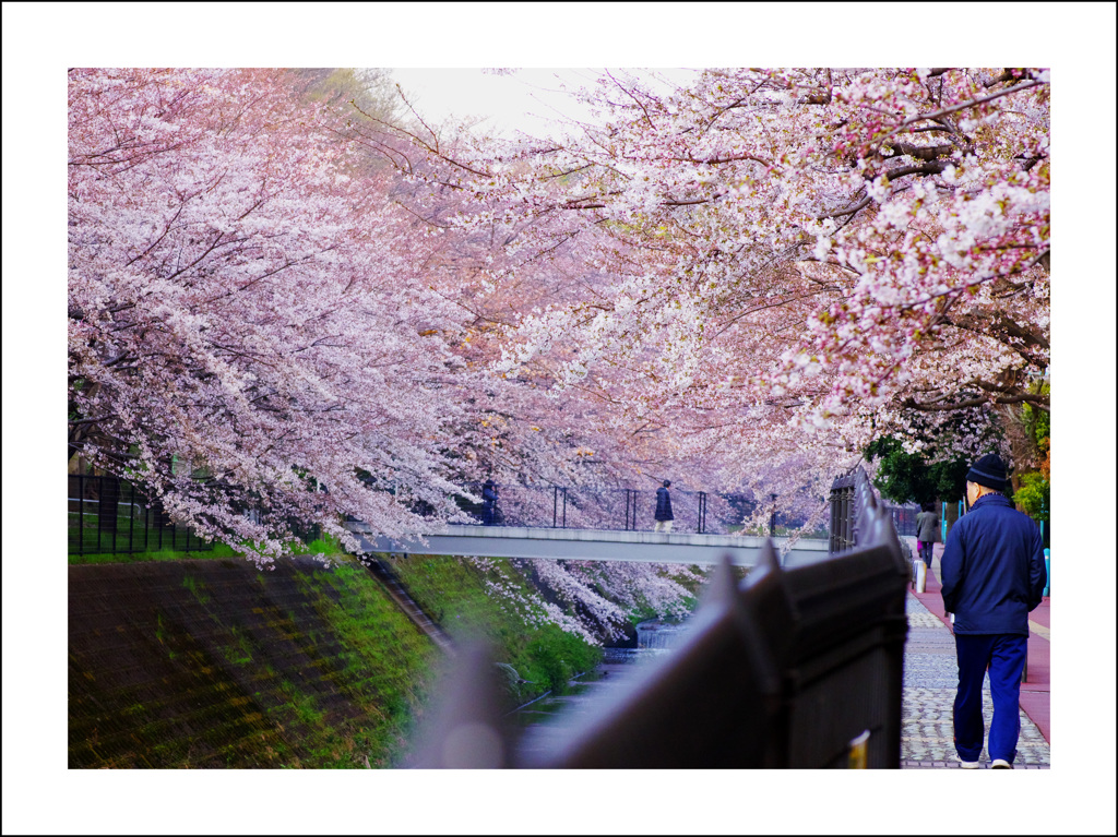 誇張の桜