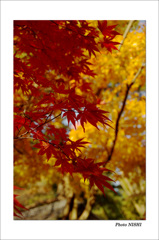 紅葉