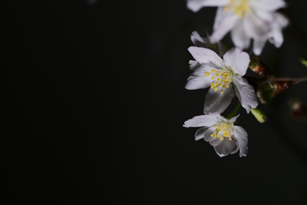 今日の1枚---暗闇に桜花待つ