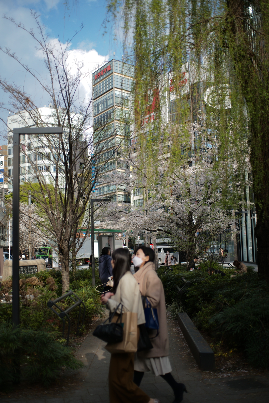 銀座の柳と桜