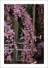 地蔵院の桜８