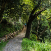 シャガの寺参拝