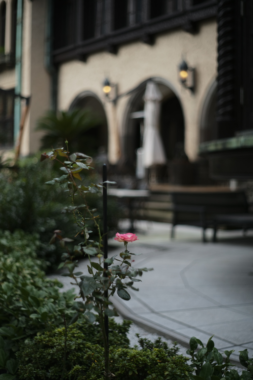 薔薇一輪…試し撮り