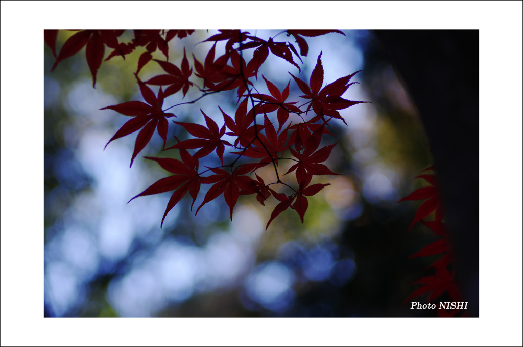 平林寺　日蔭