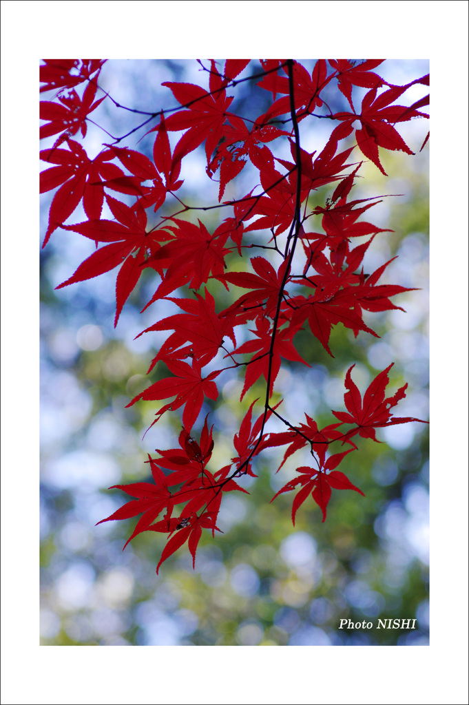 平林寺　日向