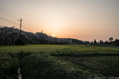 朝焼けの桜堤