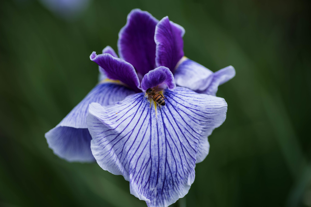 花菖蒲その１