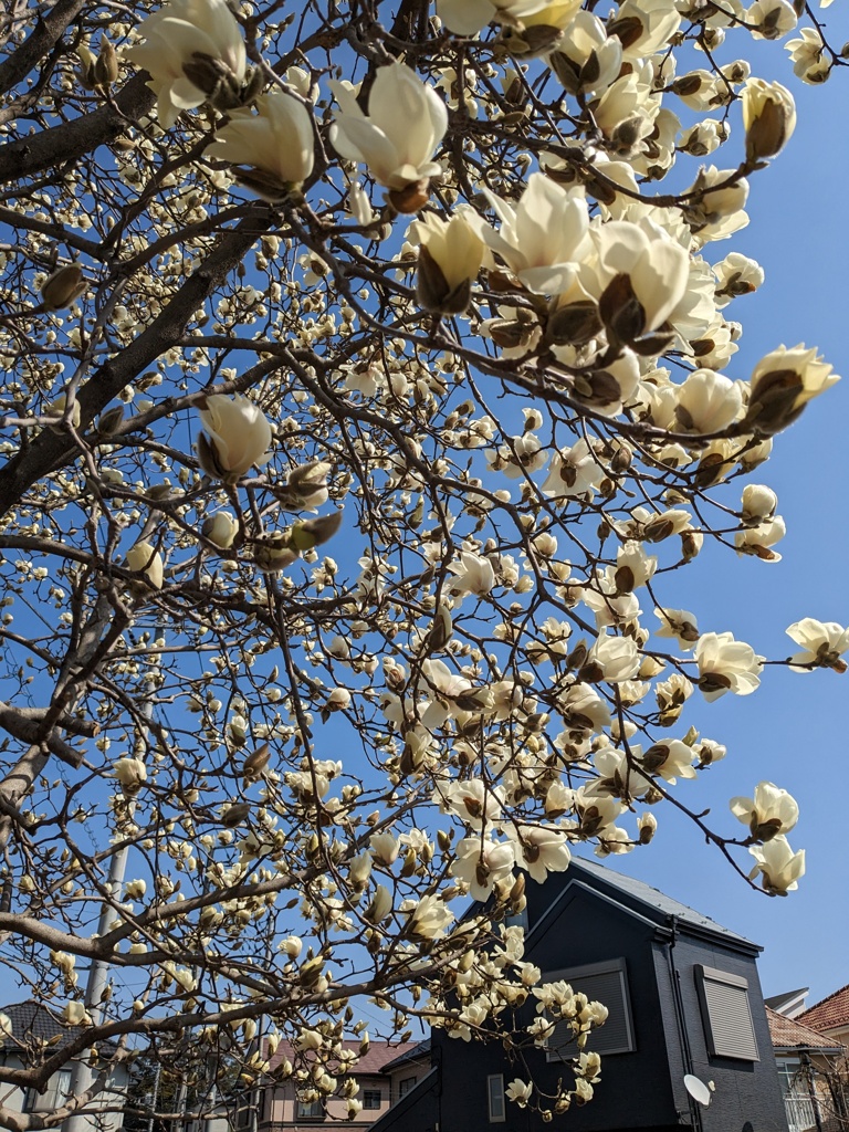 街にこぶし咲く