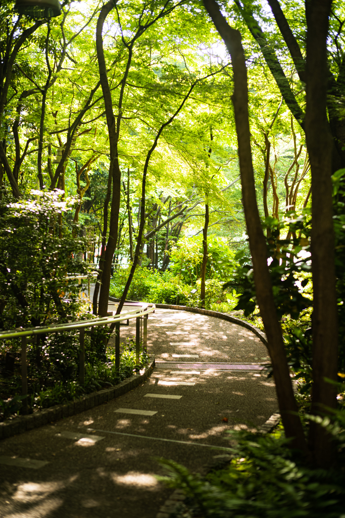 久しぶりの通勤路