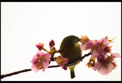 桜のメジロ①
