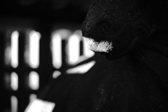 浅草散歩---牛島神社の狛牛