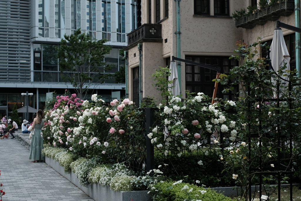 薔薇のX100F-その３