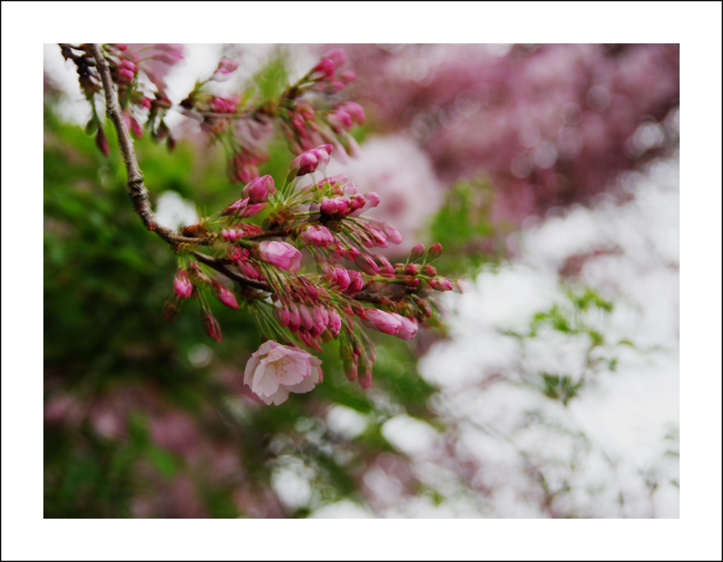 花は発散