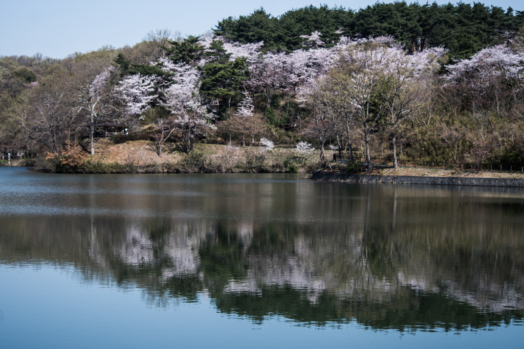 遠くの桜