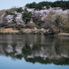 遠くの桜