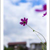 早咲き秋桜