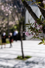 最後の桜