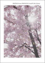 桜三題－①