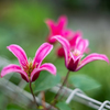 散歩の花