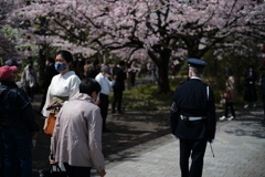 桜満開