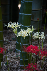 イメージと違ってます。またチャレンジします。