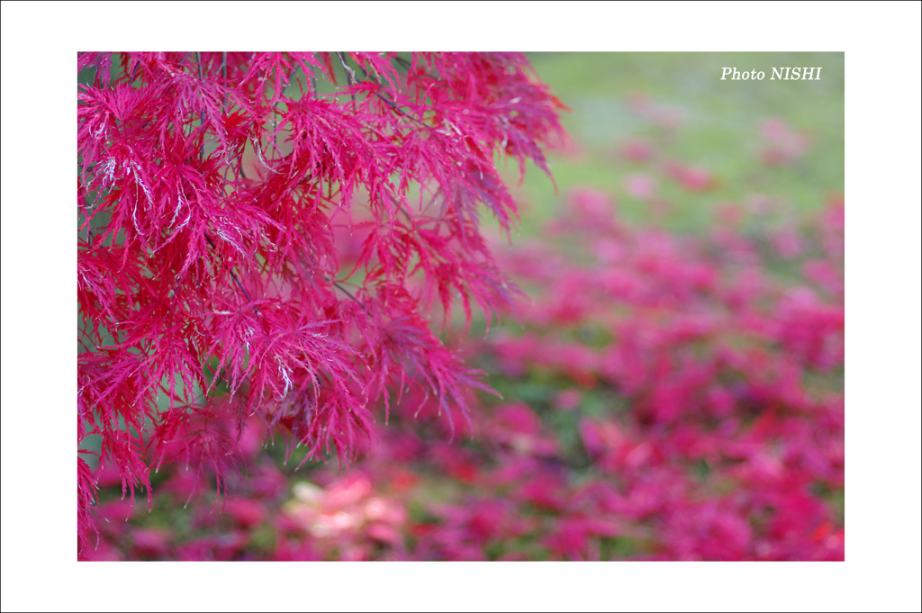 紅色