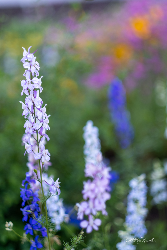 F/1.2
