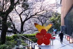 赤坂見附の桜