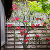 花観る鮭