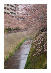 桜色