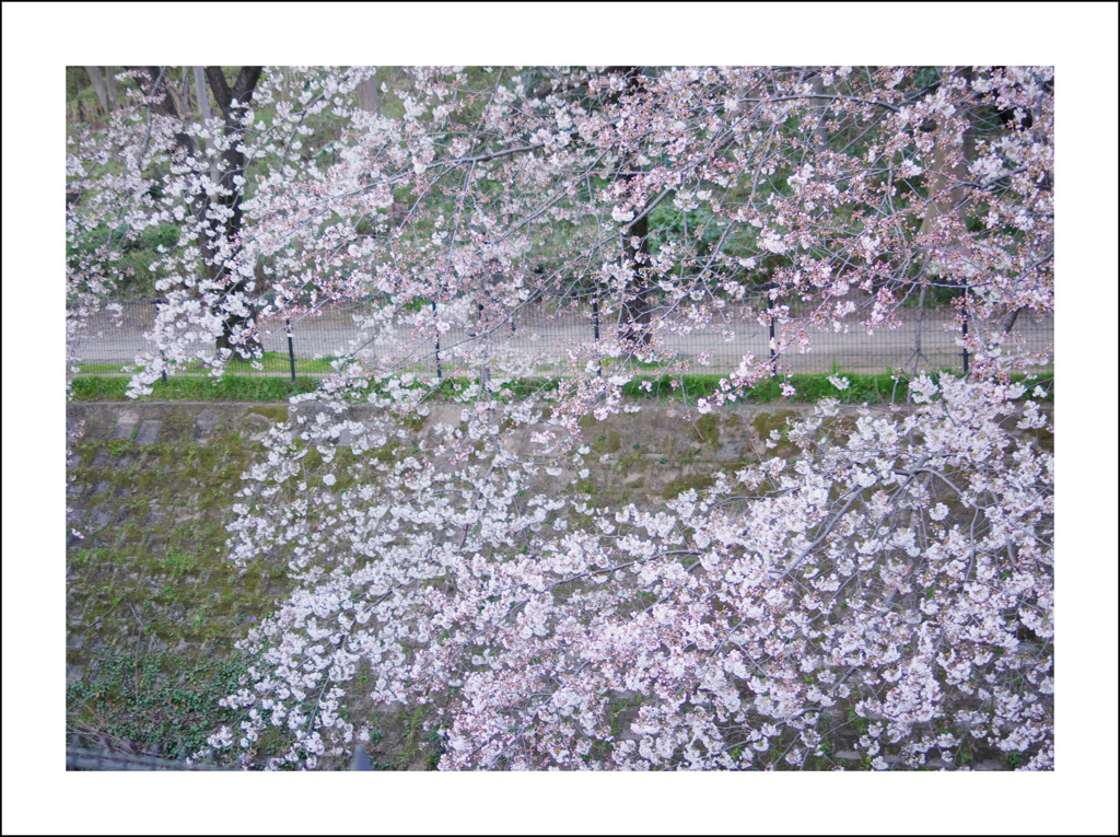 朝の桜