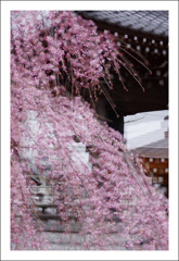 地蔵院の桜３