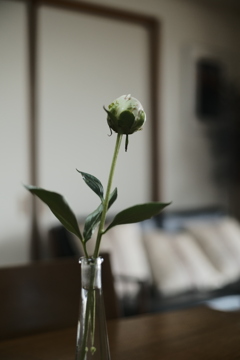 白いつぼみに色をみる