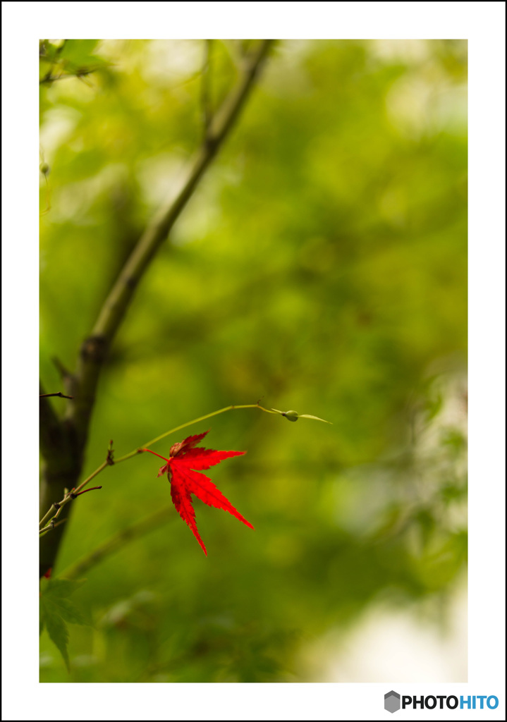 ちっちゃい秋（補色）