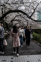 季節到来　目黒川