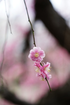 梅花しだれる