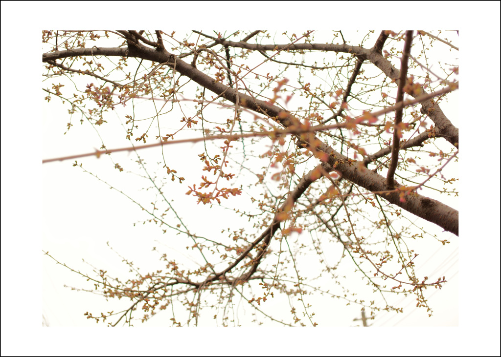 花芽が動き始めました