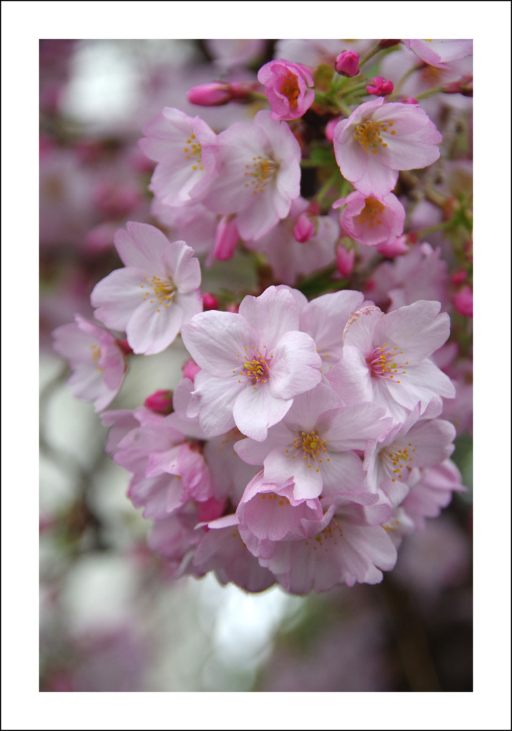 記念の桜