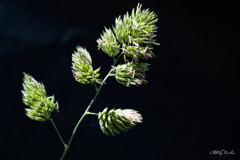 柏餅調達散歩の草花-２