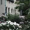 クラシックな薔薇