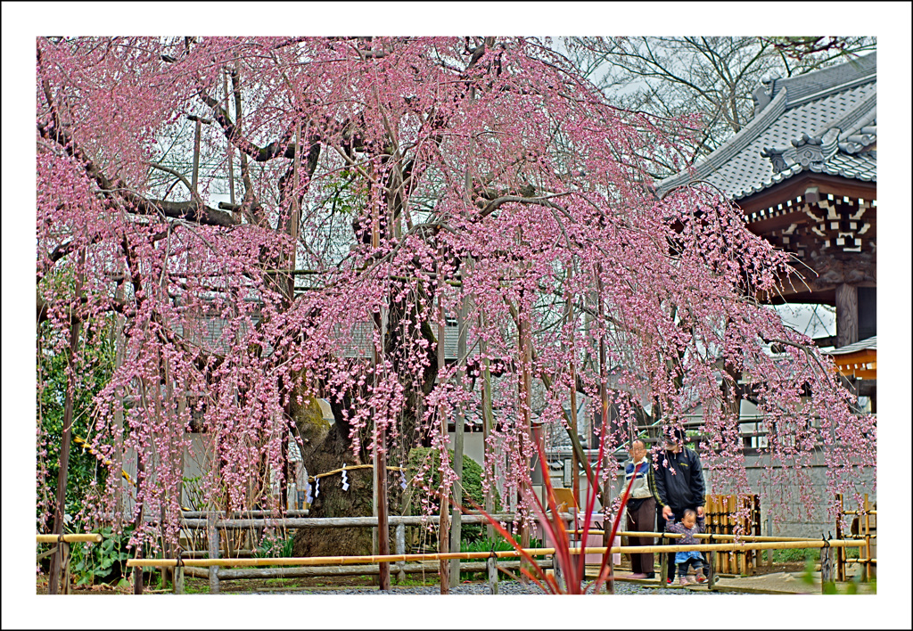 地蔵院の桜２