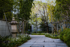 しだれとシャガの通勤