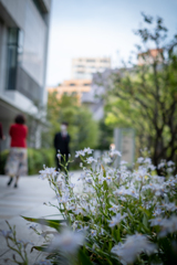 花咲く通勤路