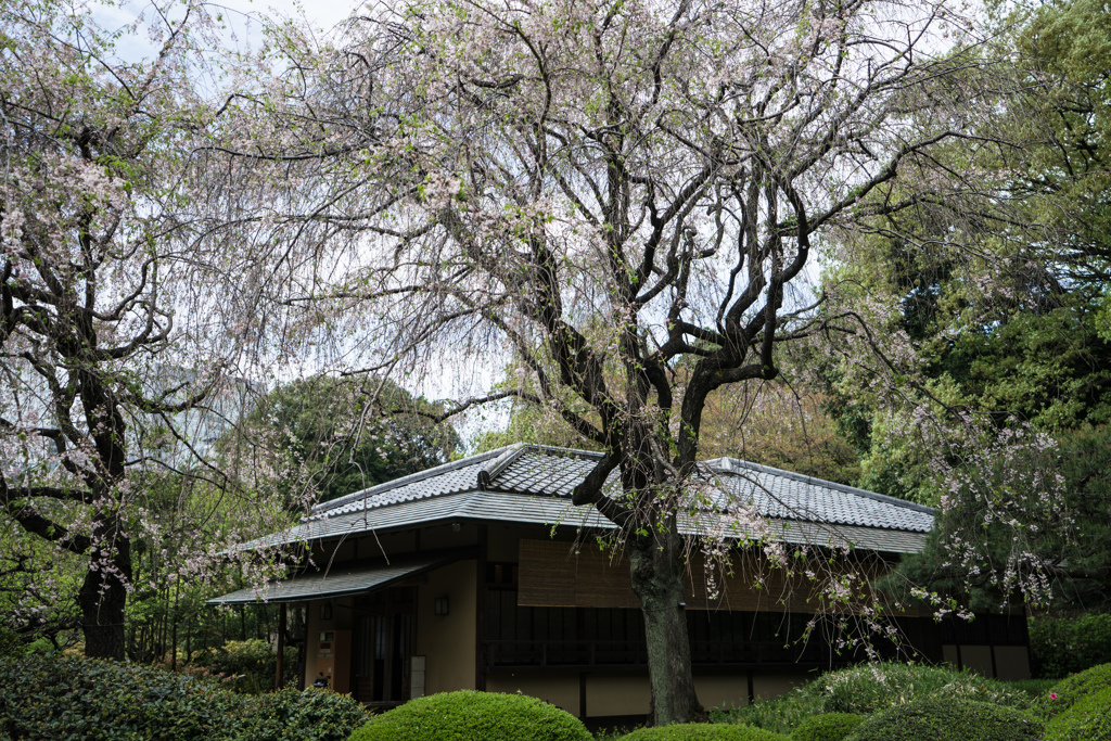 茶室の春