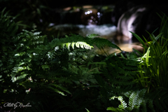 水音