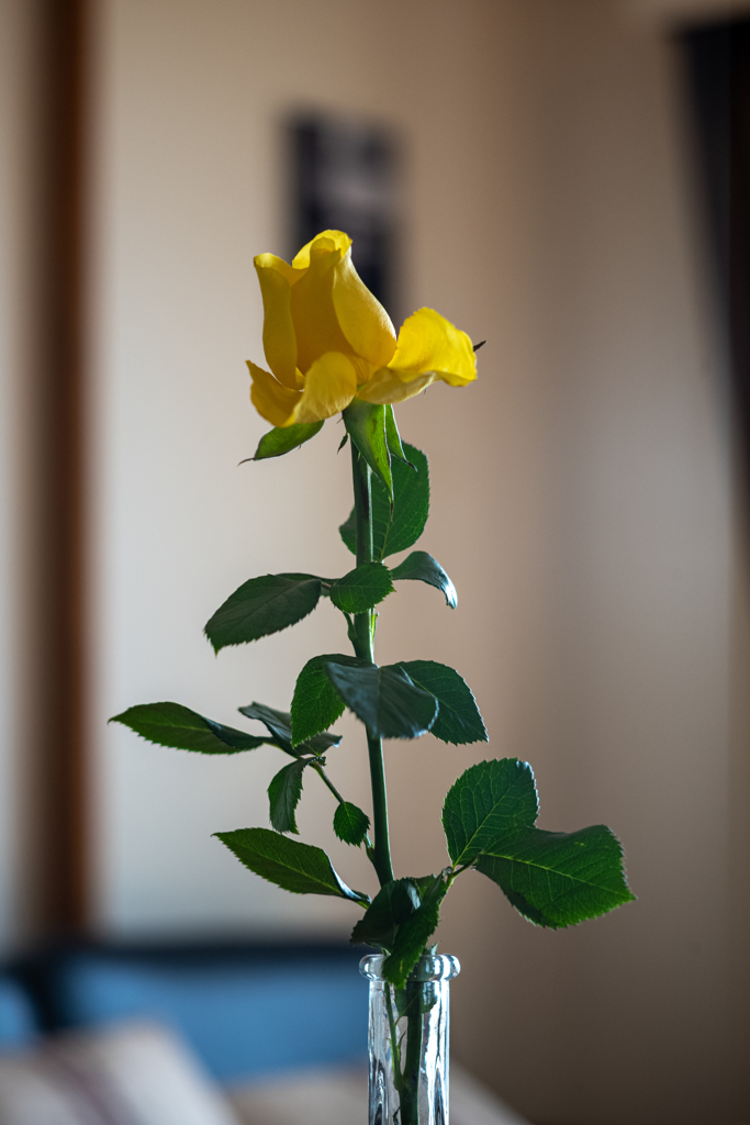 黄色い薔薇を