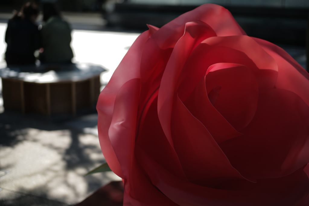 何故か大きな薔薇