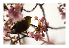 桜のメジロ②